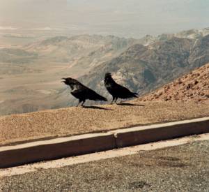 Havrani v Údolí smrti